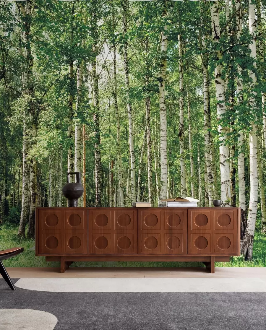 Fototapete Birkenwald u52530