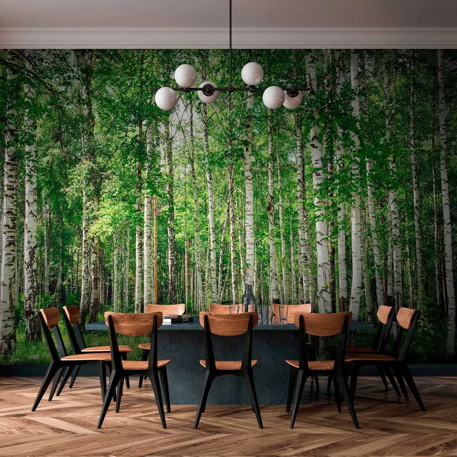 Fototapete Birkenwald u52530