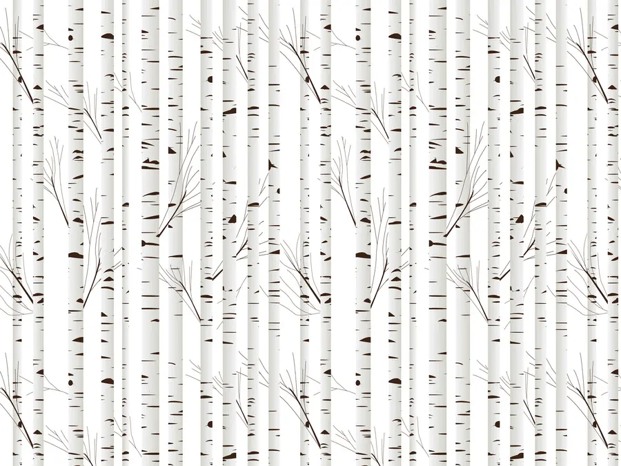 Fototapete Birkenwald u58973