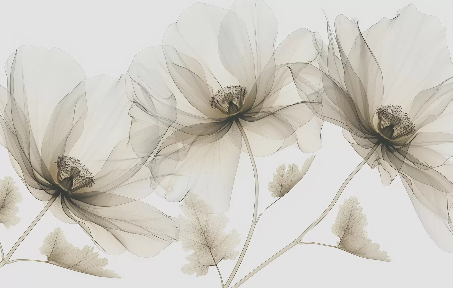 Fototapete Braune transparente Blume im Röntgenstil auf weißem Hintergrund minimalistisches monochromes botanisches Design w01482v2