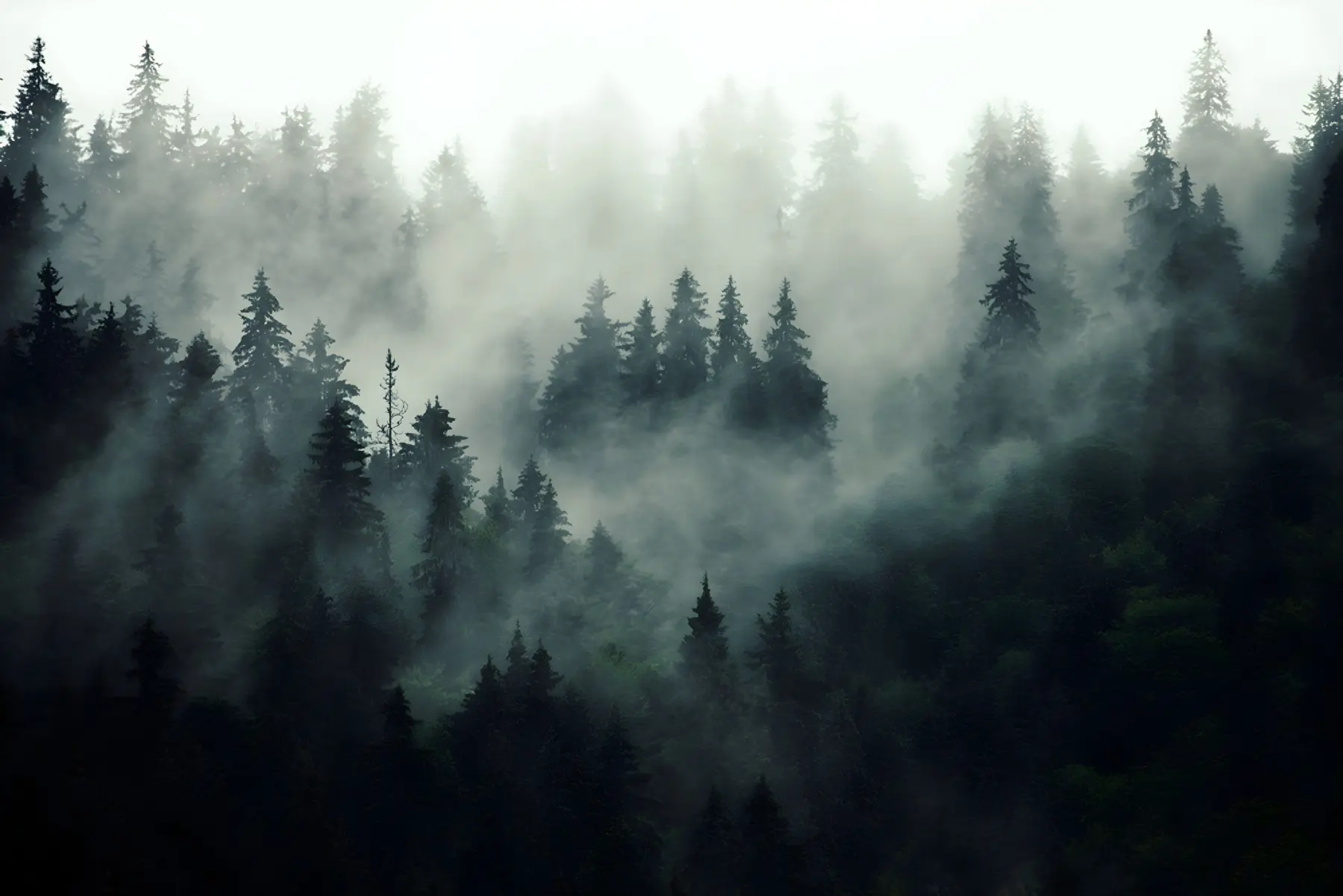 Fototapete Nebliger Morgen, Wald u36439