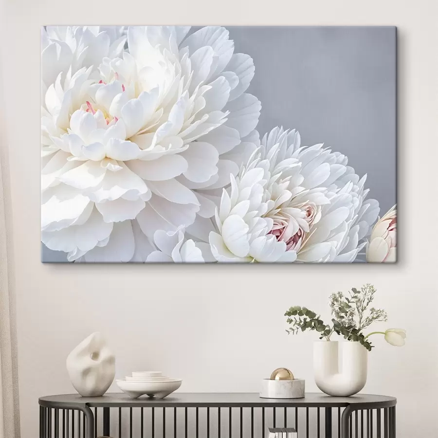 Wandbilder Weiße Pfingstrosenblüten mit weichen, zarten Blütenblättern vor hellgrauem Hintergrund s41085