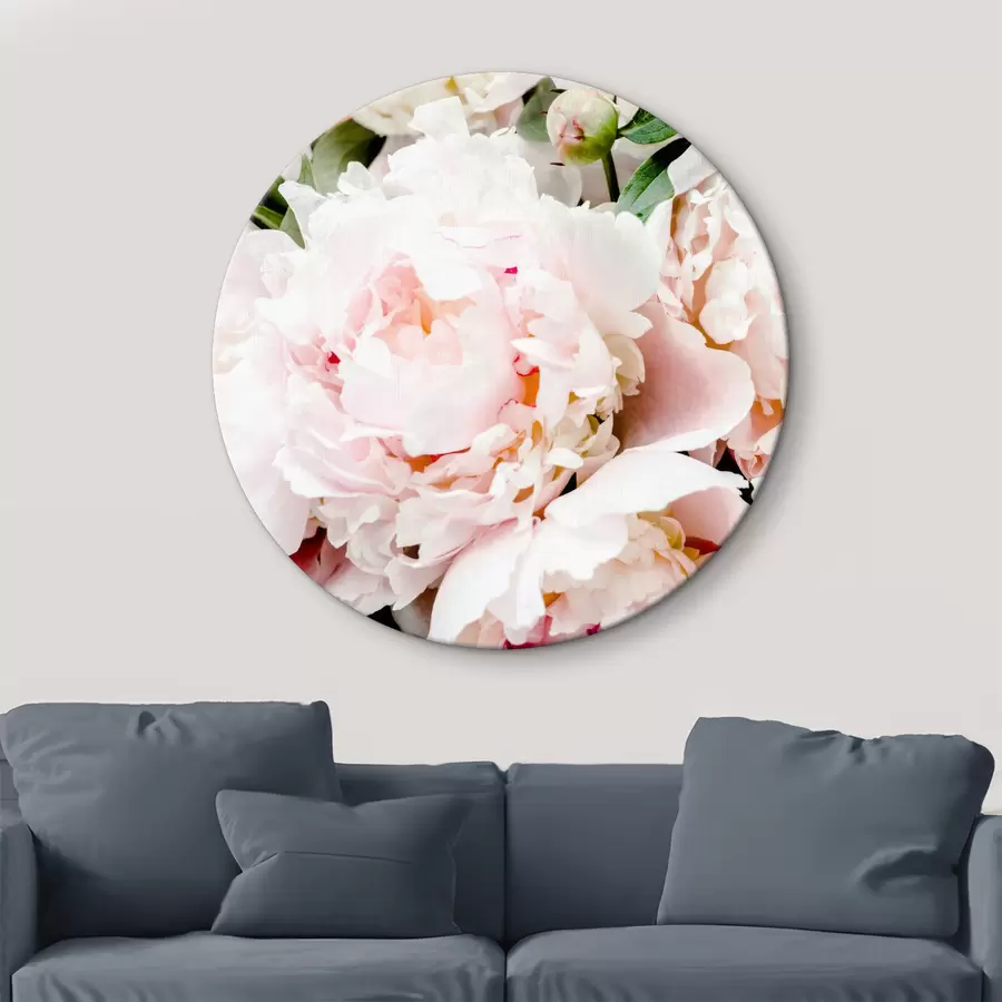 Wandbilder Foto der rosa Pfingstrose r35241