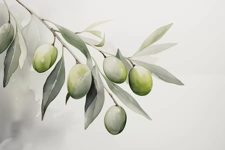 Fototapete Zweig mit grünen Oliven nass aquarelliert w02042