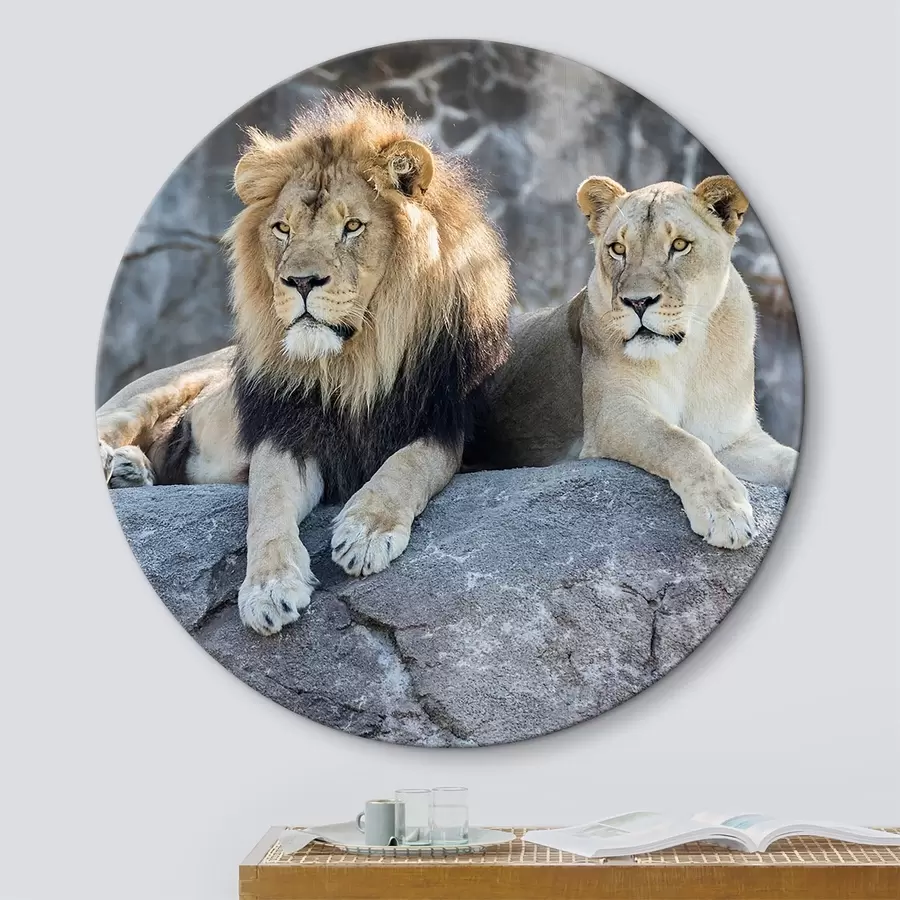 Wandbilder Löwe, Katze und Fleischfresser r15278