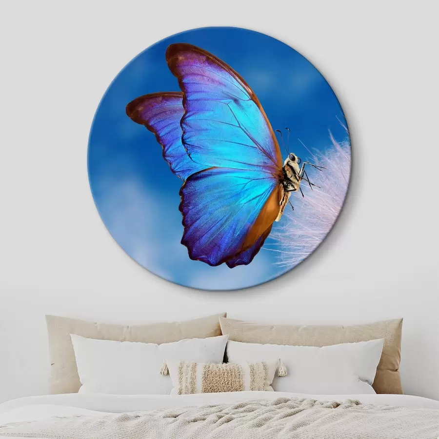 Wandbilder Schmetterling auf einem Löwenzahn r34923