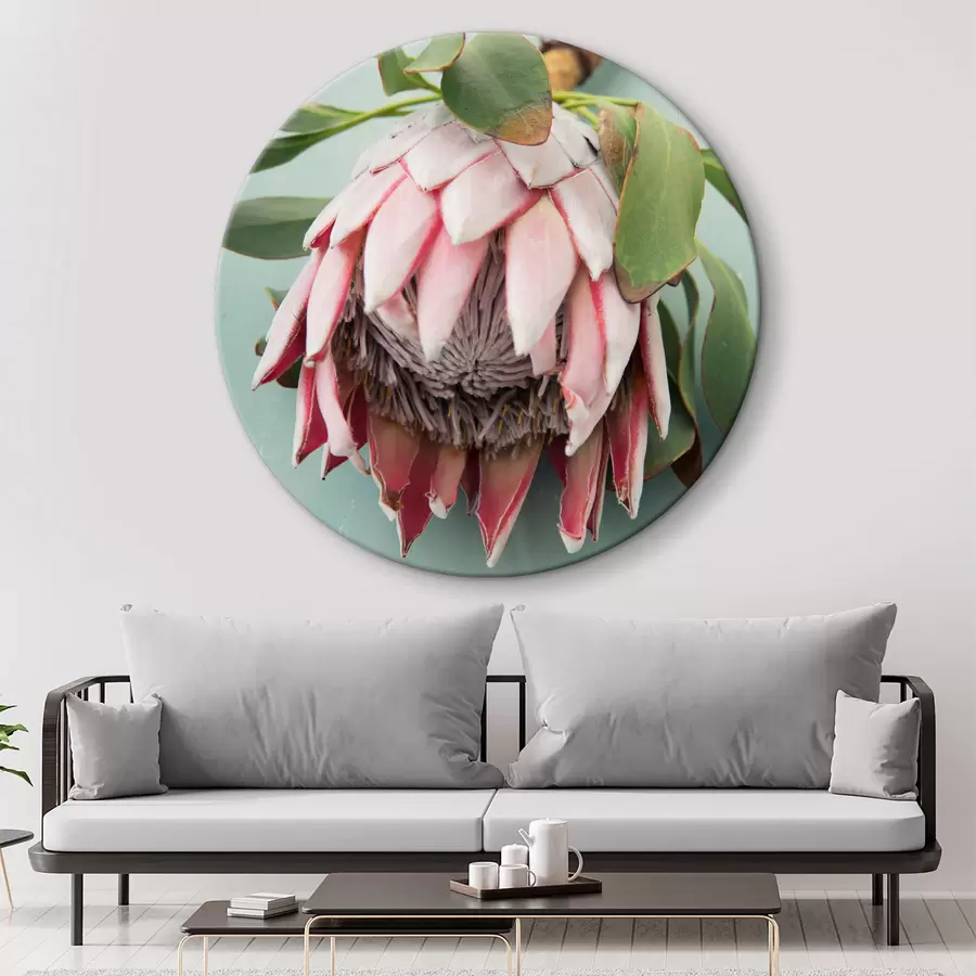 Wandbilder Rosa Protea r36693