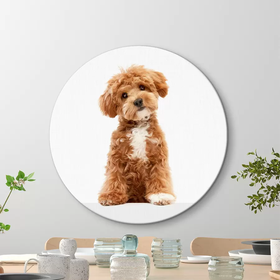 Wandbilder Ein charmantes Hündchen mit interessantem Ausdruck r37750