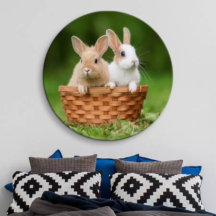 Wandbilder Niedliche Kaninchen r37760