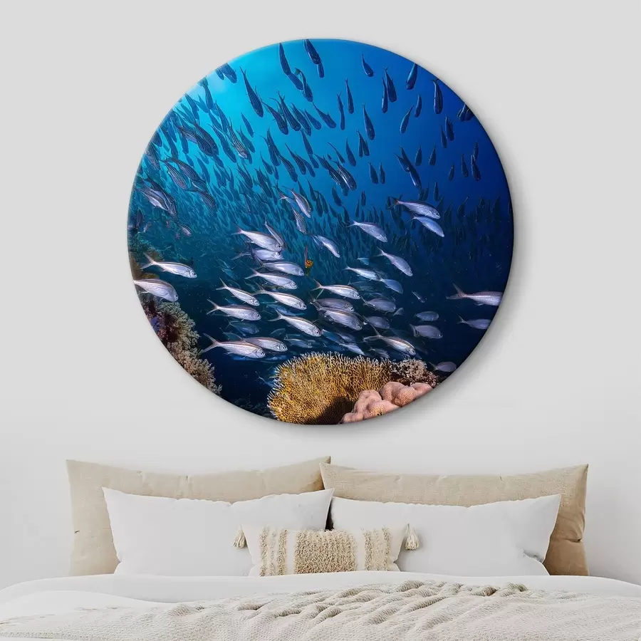 Fototapete viele kleine Fische in der Nähe der Korallen r39625