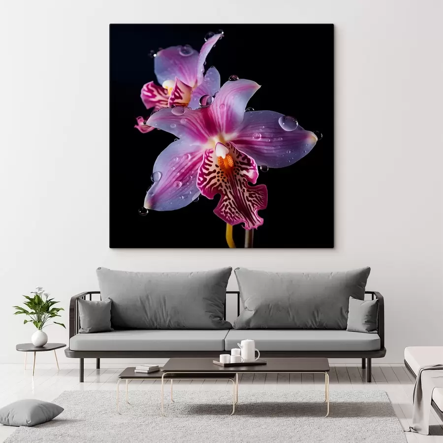 Wandbilder Wassertropfen auf Orchideenblättern s44356