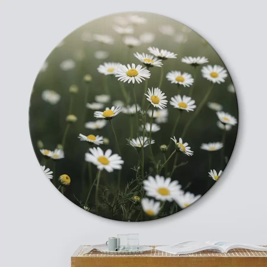 Wandbilder Gänseblümchenfeld mit unscharfem grünen Hintergrund r44898