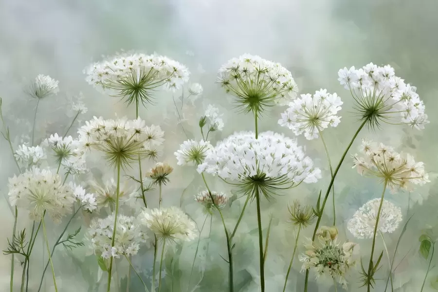 Fototapete zarte weiße Wildblumen Queen Anne, im malerischen Stil, Grüntöne w04313