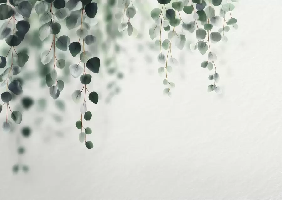 Fototapete Fallender Eukalyptusbaum vor hellem Hintergrund w04393