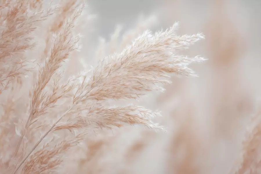 Fototapete stilisierte große Schilfhalme w04814