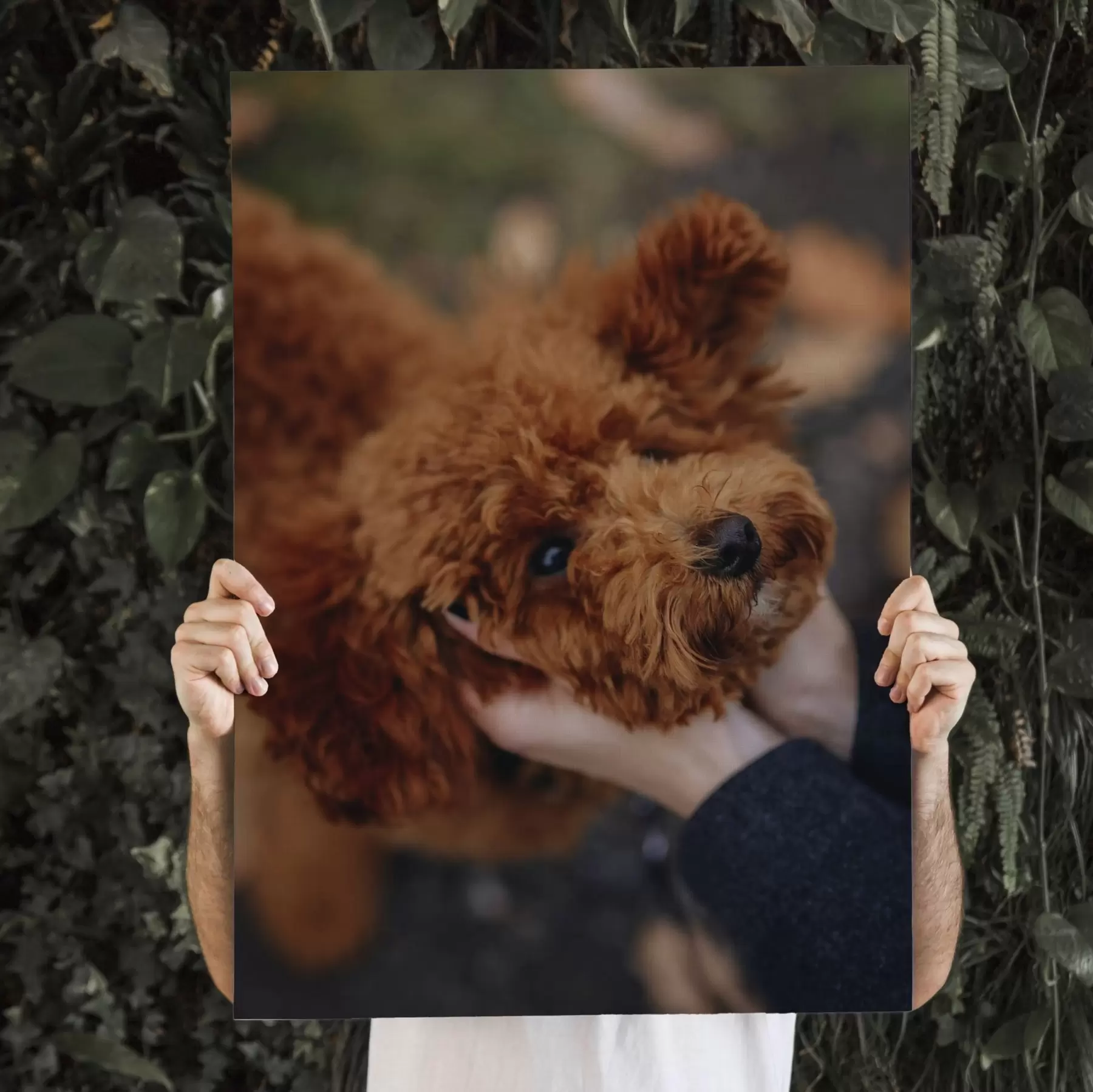 Wandbilder Ihr Hund nach Ihren Vorgaben, anhand Ihres Fotos s47163