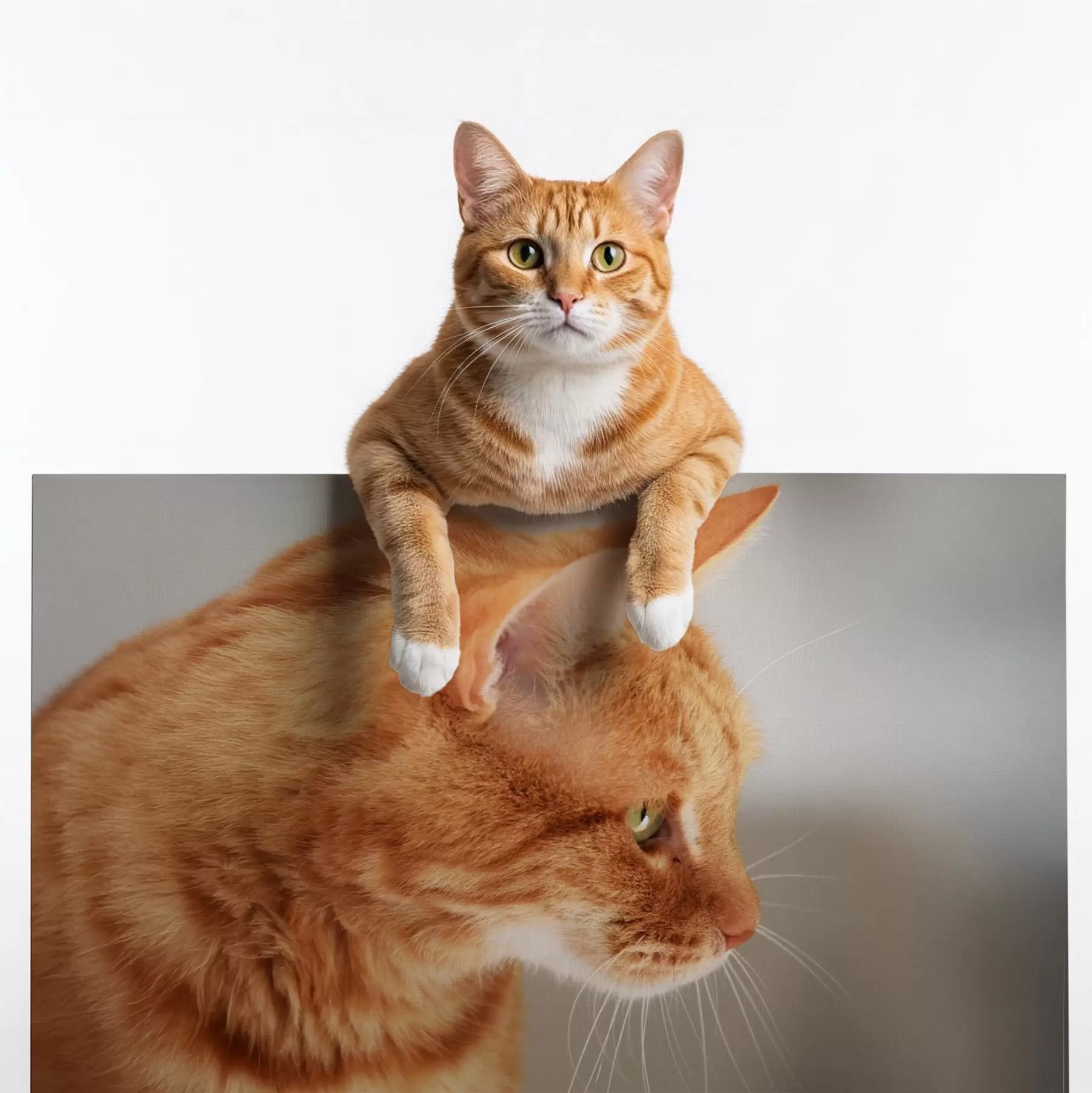 Wandbilder Foto Ihrer Katze auf Leinwand s47194