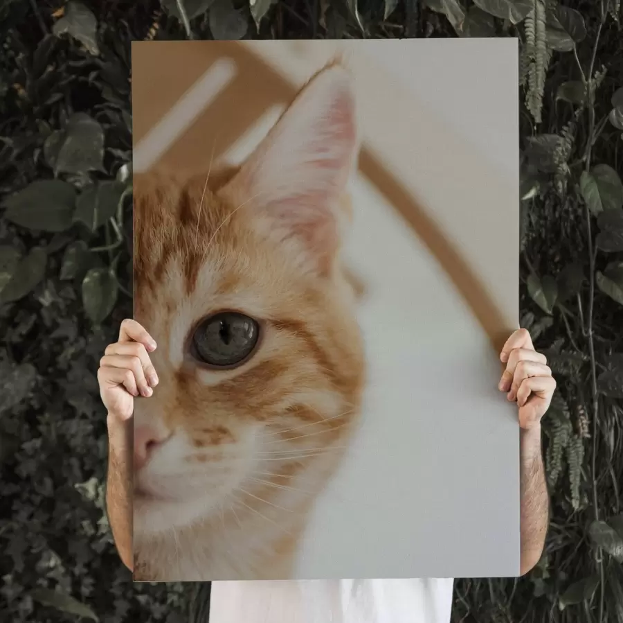 Wandbilder Foto Ihrer Katze auf Leinwand s47220