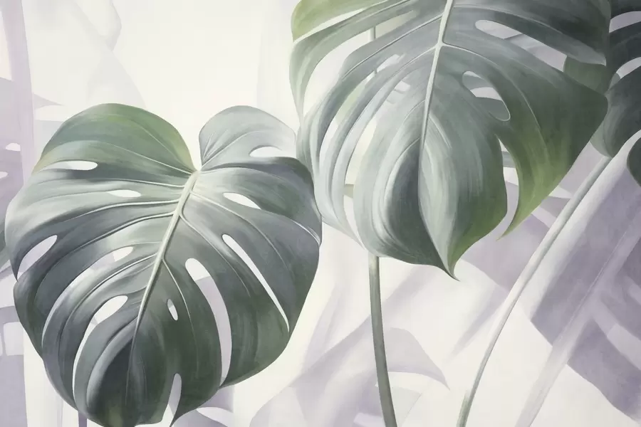Fototapete Strukturierte Monstera-Blätter, groß und grün, vor einem weichen, hellen abstrakten Hintergrund w09477