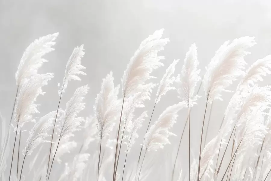 Fototapete Weiches weißes Pampasgras im sanften Morgenlicht w09717