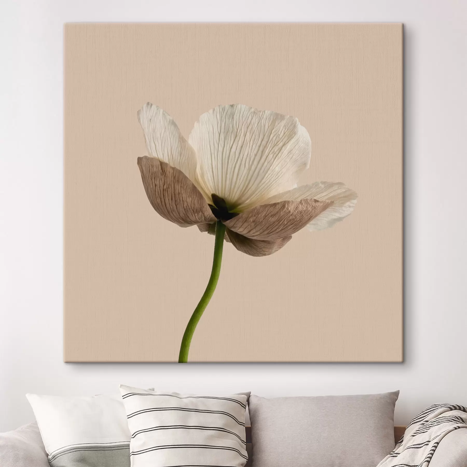 Wandbilder Zarte Blume mit durchscheinenden Blütenblättern auf beigem Hintergrund im minimalistischen Stil s49718