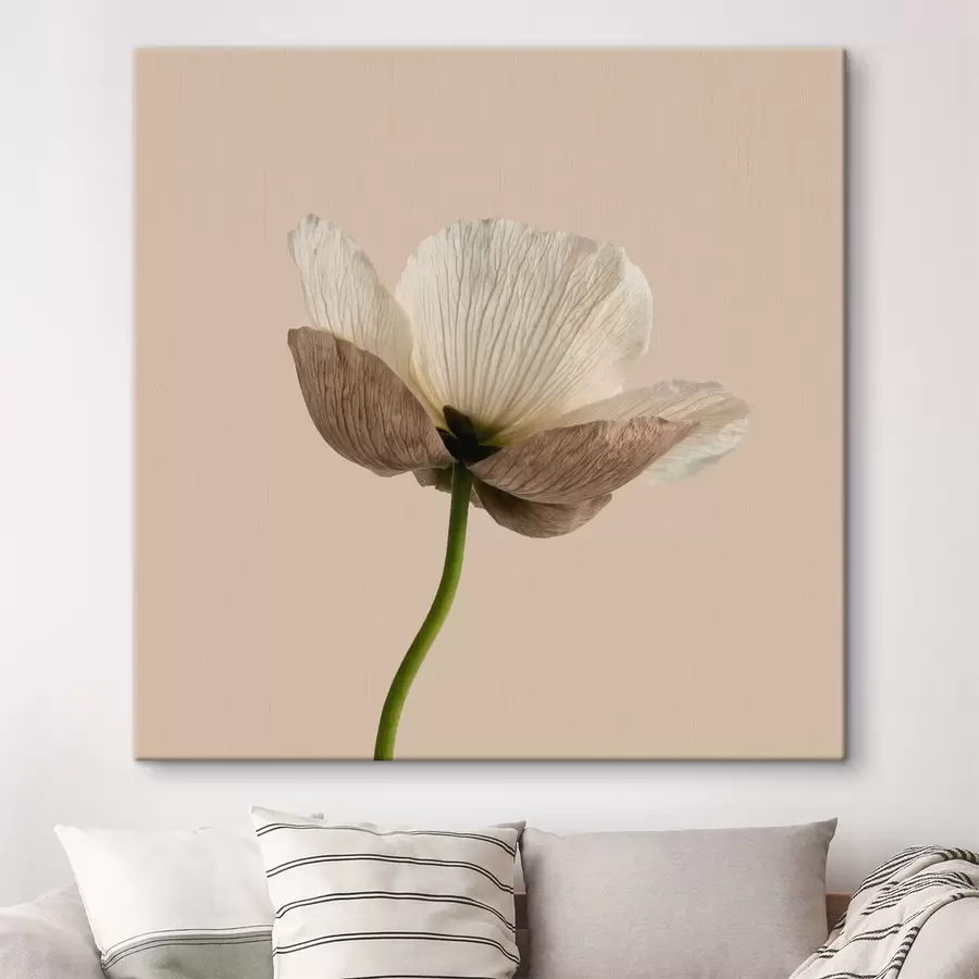 Wandbilder Zarte Blume mit durchscheinenden Blütenblättern auf beigem Hintergrund im minimalistischen Stil s49718