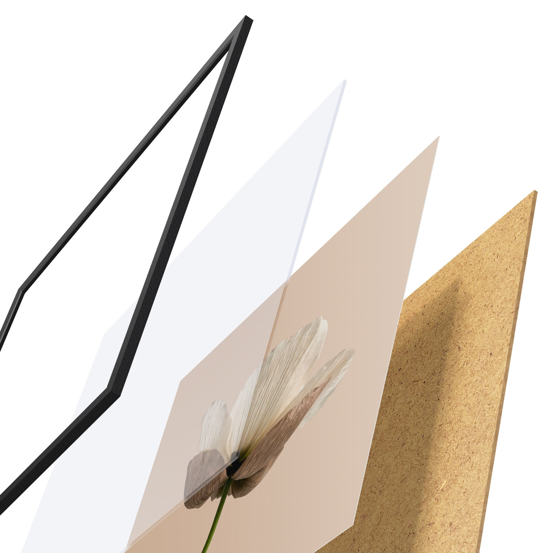 Poster Zarte Blume mit durchscheinenden Blütenblättern auf beigem Hintergrund im minimalistischen Stil f49718