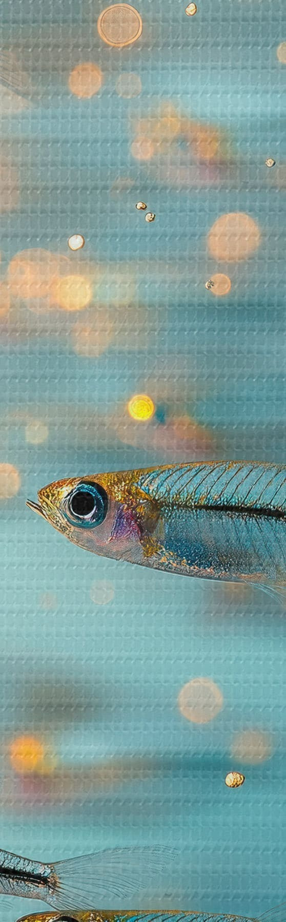 Wandbilder Schwarm kleiner Fische in blauem Wasser mit Spiegelungen s50443