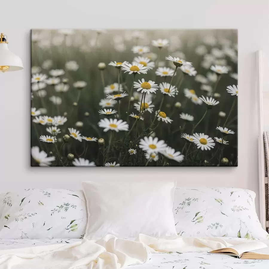 Wandbilder Ein Feld voller weißer Gänseblümchen mit gelben Blütenmitten s50588