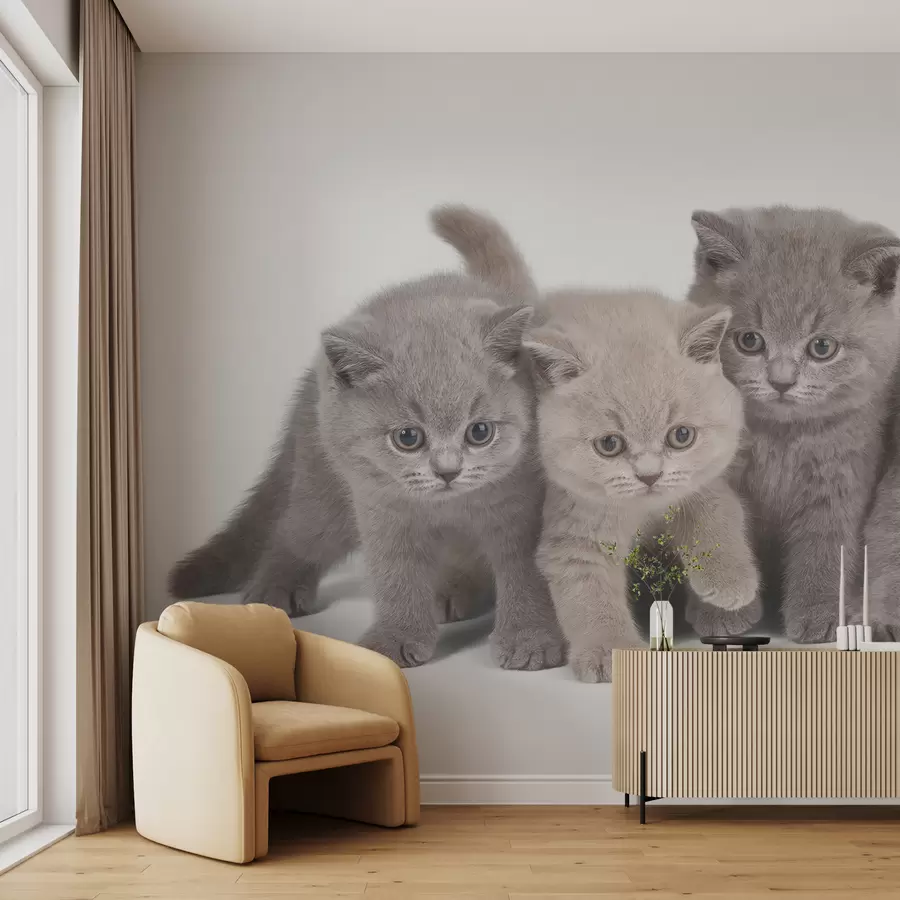 Wandbilder Auge, Katze und Fleischfresser u55076