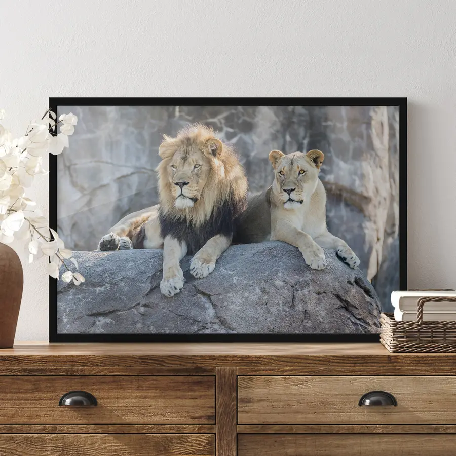 Fototapete Majestätische Löwen ruhen friedlich zusammen f15278